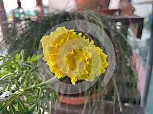 Yellow marigold blooming in a pot