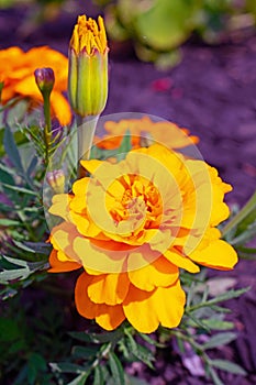 Yellow Marigold budding and blooming in the garden