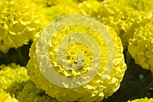 Yellow Marigold - CempasÃºchil Flower