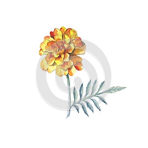 Yellow marigold chrysanthemum petunia calendula rose isolated background in watercolor drawing.