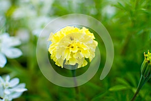 Yellow marigold flower. beautiful bright flower on a Sunny day on a flower bed