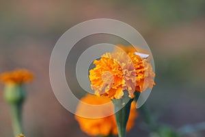 Yellow marigold flower blooming in the garden with defocused background