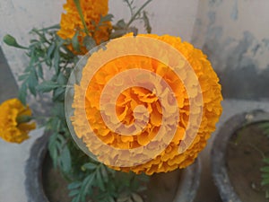 Yellow marigold flower closeup