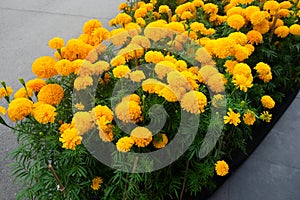 Yellow marigold flower field in garden