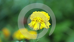 Yellow Marigold Flower High Definition Footage