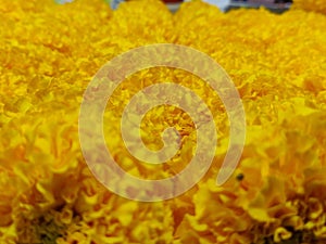 Yellow Marigold flower petals close up