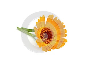 Yellow marigold flower with a stem.