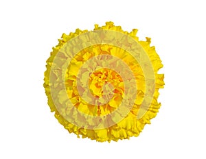 Yellow Marigold flower, Tagetes erecta, Mexican marigold, Aztec marigold, African marigold isolated on white background
