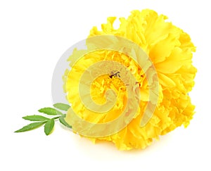 yellow Marigold flower, Tagetes erecta, Mexican marigold, Aztec marigold, African marigold isolated on white background