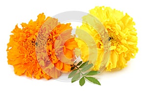 yellow Marigold flower, Tagetes erecta, Mexican marigold, Aztec marigold, African marigold isolated on white background