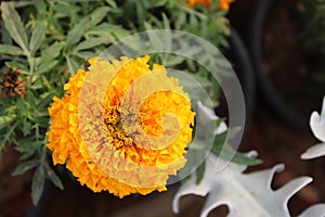 Yellow Marigold flower, Tagetes erecta, Mexican marigold, Aztec marigold, African marigold  on white background.