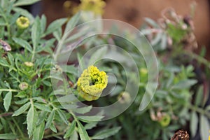 Yellow Marigold flower, Tagetes erecta, Mexican marigold, Aztec marigold, African marigold  on white background.