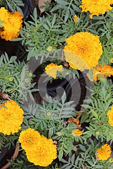 Yellow Marigold flower, Tagetes erecta, Mexican marigold, Aztec marigold, African marigold  on white background.