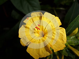 A yellow marigold flower. Top view photo