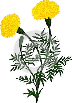 Yellow Marigold flower. Vector