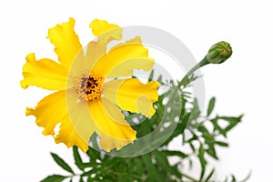 Yellow marigold flower