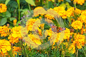 The yellow marigold flowers with a beautiful butterfly peacock moth Saturnia pyri are on a green leaves background