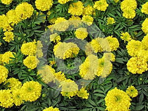 Yellow Marigold flowers are blooming with green leaves in the garden.