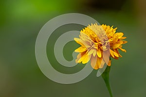 Yellow marigold flowers with green petals, blurred green foliage background