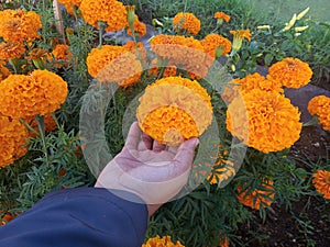 Yellow marigold flowers plant in hand. Still life with orange flowers and the sunlight in the garden background.