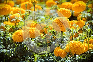 Yellow marigold in the garden