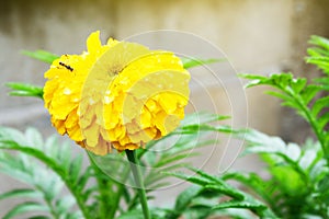 Yellow marigold in the garden next to the fence