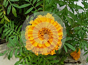 Yellow Marigold or Genda Flower Macro Shot
