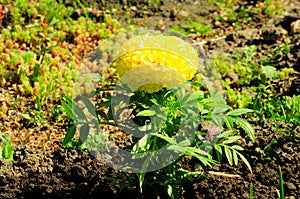 Yellow marigold, a large round bud of a blossoming flower in a garden bed