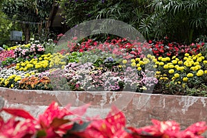 yellow marigold, red begonia, pink crysanthemum flower in garden