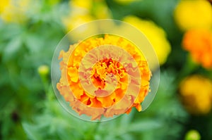 Yellow marigolds are blooming in the garden