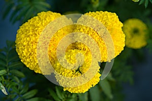 Yellow Marigolds flower fields, selective focus