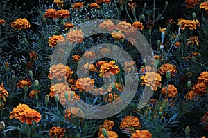 Yellow marigolds on a flowerbed