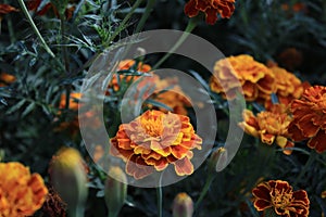 Yellow marigolds on a flowerbed