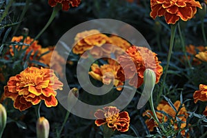 Yellow marigolds on a flowerbed