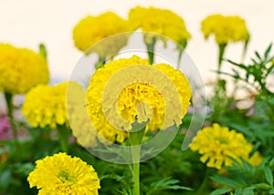 Yellow marigolds flowers in the garden