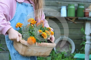 With yellow marigolds in hand, a girl in denim explores gardening, learning new through real actions. An image of