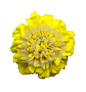 Yellow marigolds isolated. Beautiful flower on white background