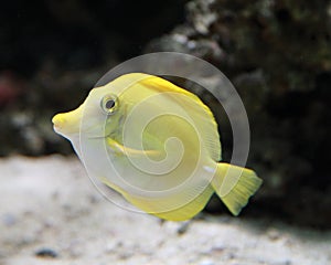 Yellow Marine Fish