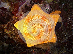 Yellow marine star