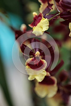 Yellow and maroon Oncidium orchid hybrid flowers