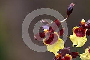 Yellow and maroon Oncidium orchid hybrid flowers