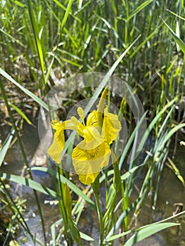 Yellow marsh iris Iris pseudacorus growing at the edge of a pond