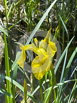 Yellow marsh iris Iris pseudacorus growing at the edge of a pond
