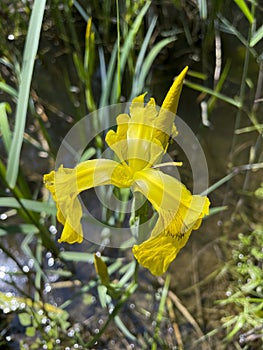 Yellow marsh iris Iris pseudacorus growing at the edge of a pond
