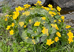 Yellow marsh marigold blooming by a lake