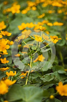 Yellow marsh marigold, caltha palustris flower field. Spring Czech flower