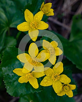 Yellow marsh marigold flowers, Caltha palustris