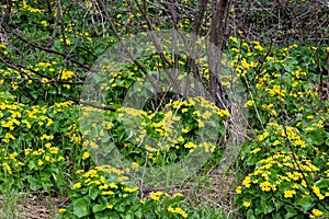 Yellow marsh marigold flowers, Caltha palustris