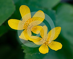 Yellow marsh marigold flowers, Caltha palustris