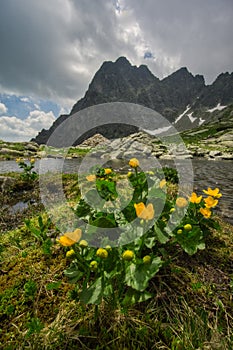 Yellow marsh marigold flowes by Male Spisske pleso tarn in the end of Mala Studena dolina valley in High Tatras